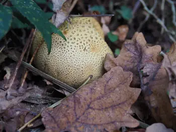 Vagevuurbos en Lippensgoed-Bulskampveld (België)